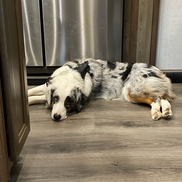 Meet your Posher, Amanda - Picture 5 of 6